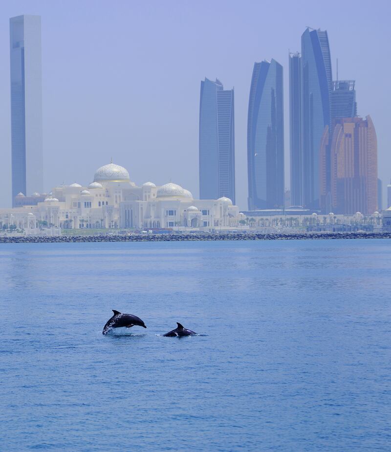 Less disturbed areas may be preferred because they contain more prey, which for the Indo-Pacific bottlenose dolphin includes various types of fish as well as squid. Courtesy: Environment Agency Abu Dhabi