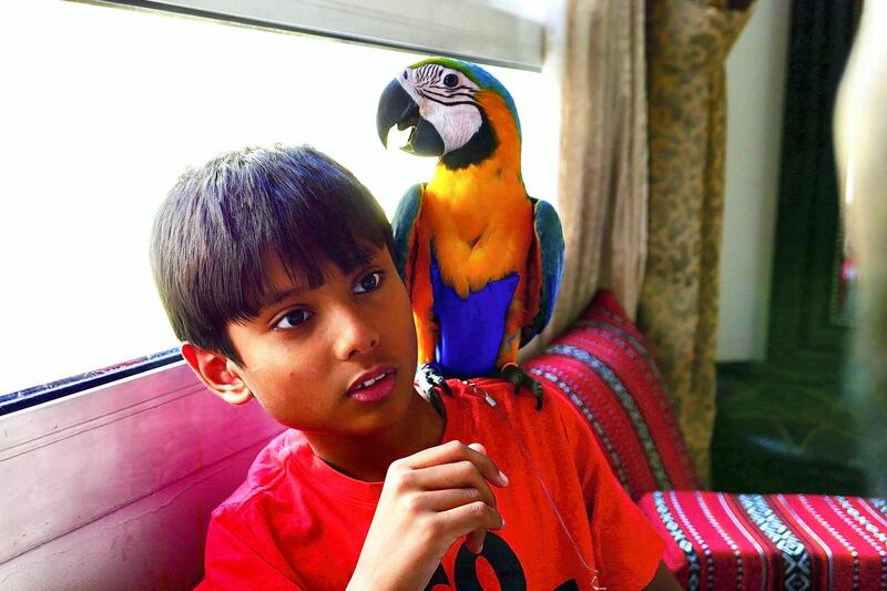 Zyman with his four months old Macaw Elijah at his home in the Living Legends in Dubai on April 22,2021. Pawan Singh / The National. Story by Nick Webster