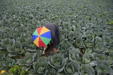 Lebanese farmers have seen their costs rise as a result of the country's economic crisis. Reuters