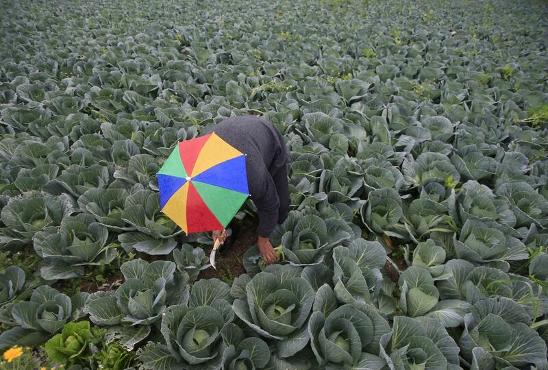 FILE PHOTO: A farmer harvests broccoli in the town of al-Ansariyeh south of Sidon, Lebanon March 15, 2016. REUTERS/Ali Hashisho/File Photo