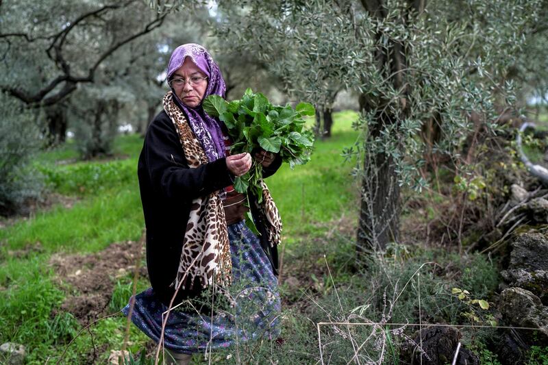 Tayyibe Demirel picks wild greens in her olive grove in Turgut village near Yatagan, Mugla province, Turkey. village. She is a part of "No Coal Mugla" local movement to stop coal mining expansion. Reuters