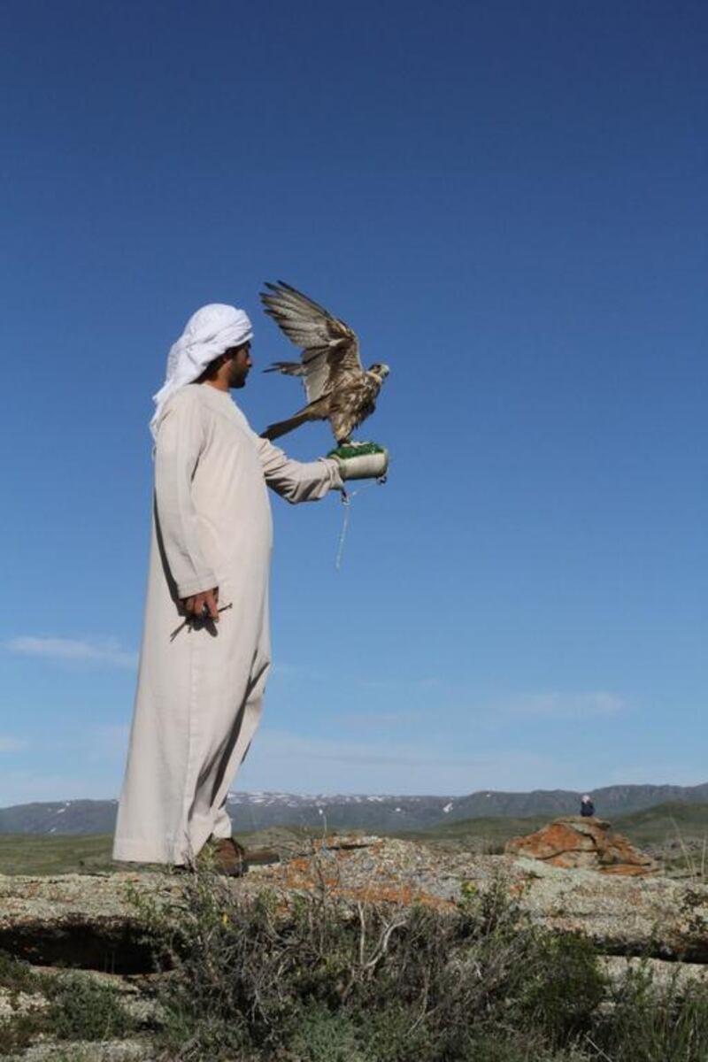 Twenty-two peregrine falcons and four saker falcons have been released into the wild in Kazakhstan as part of the Sheikh Zayed Falcon Release Programme. Courtesy Sheikh Zayed Falcon Release Programme