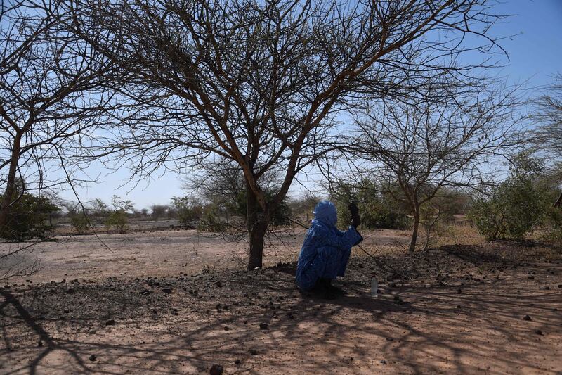 A farmer sits on drought-struck land in Simiri, Niger, where fallen tree stumps and roots are being used to regrow trees. AFP