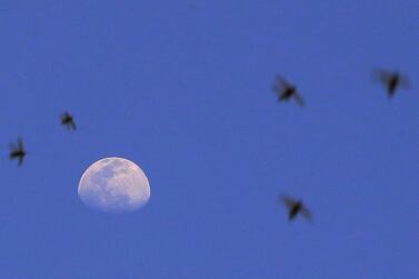 Desert locusts that were blown to Kuwait City by strong winds, are pictured against the rising moon, on March 24, 2021. / AFP / YASSER AL-ZAYYAT