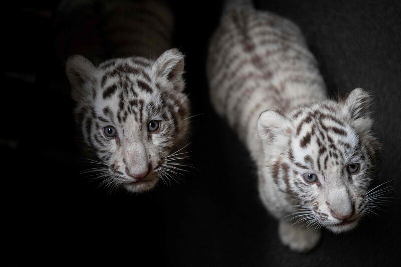 Two newborn white Bengal tiger cubs are charming visitors at Yunnan Wildlife Zoo in Kunming, China. AFP