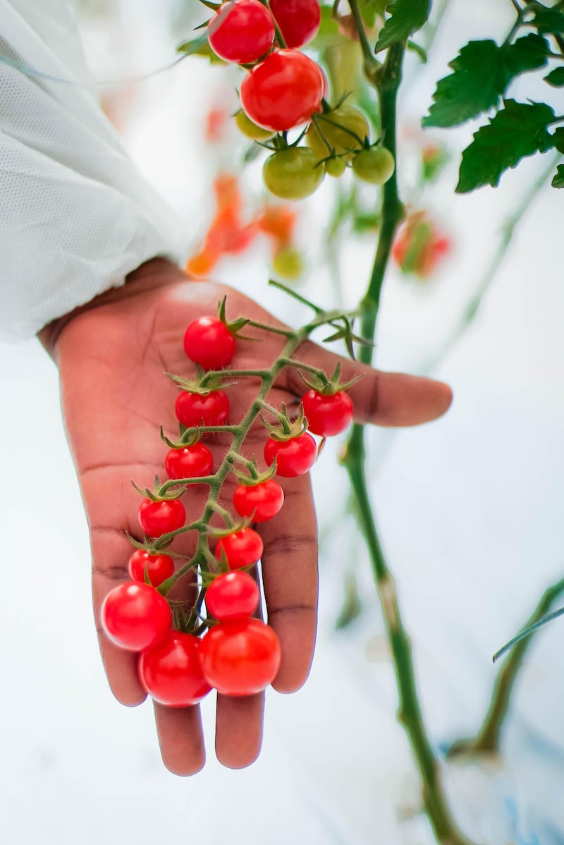 Film farm cherry tomatoes are sweeter, naturally, than those of the same type grown in soil or by other hydroponic methods. Courtesy Mebifarm