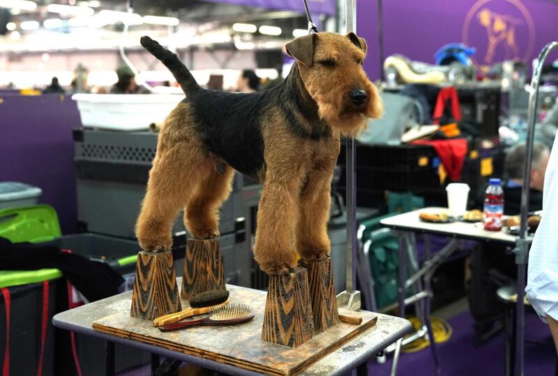 A Welsh Terrier stands atop four precarious perches in the benching area during the Daytime Session in the Breed Judging across the Hound, Toy, Non-Sporting and Herding groups. Photo: AFP