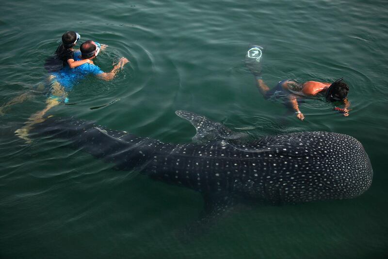 Abu Dhabi, United Arab Emirates --- June 8, 2010 --- A shark whale has been spotted in the Al Bateen Marina where some believe is a result of the resent storm.  ( Delores Johnson / The National )