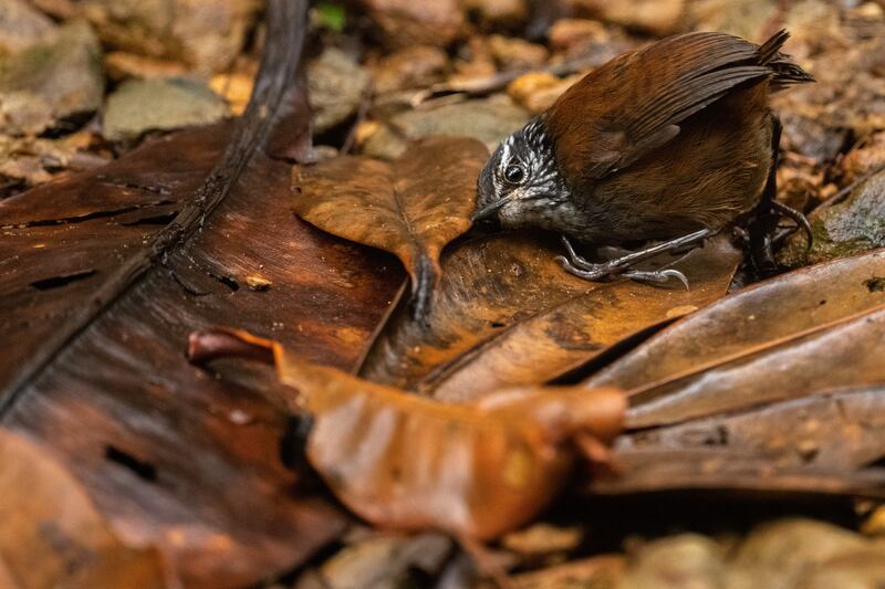 The listening bird by Nick Kanaki, winner of the Behaviour: Birds category.