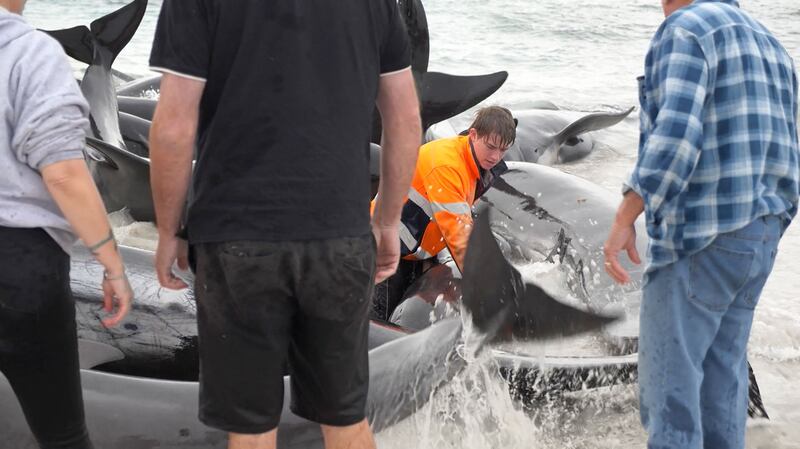 Locals attempted to rescue pilot whales stranded at Cheynes Beach near Albany, in Western Australia. AFP