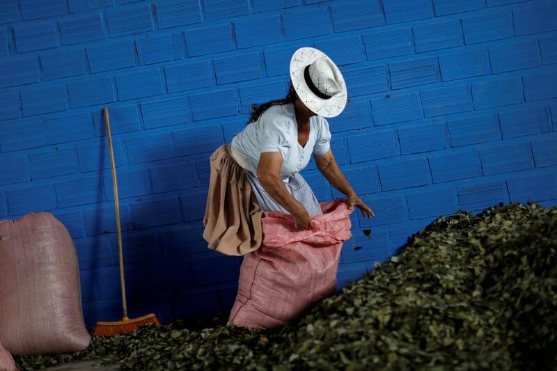 A Bolivian farmer prepares coca leaves for sale on the eve of presidential elections. Reuters