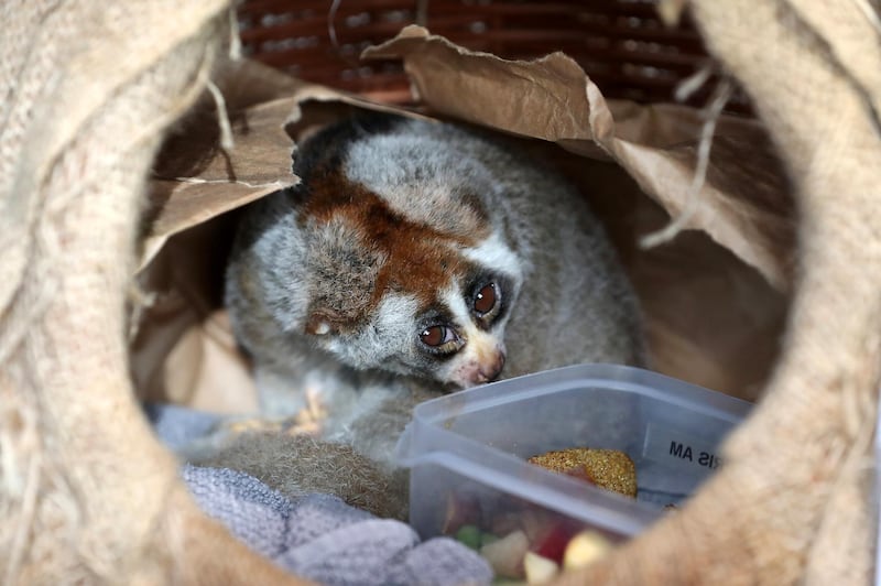 DUBAI , UNITED ARAB EMIRATES , March 28 – 2019 :- Slow Loris inside his place at The Green Planet by Meraas in City Walk in Dubai. He sleeps during the day time. ( Pawan Singh / The National ) For News/Instagram/Big Picture. Story by Gill