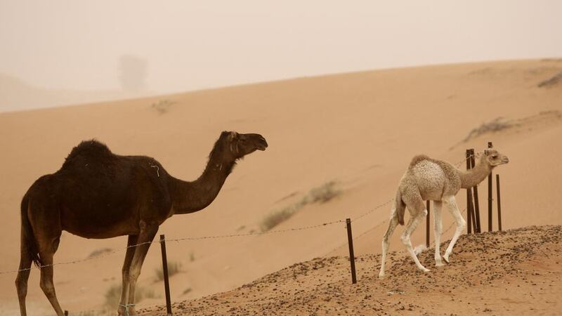 The first case of Mers in 2018 has been reported in Abu Dhabi. Ryan Carter / The National