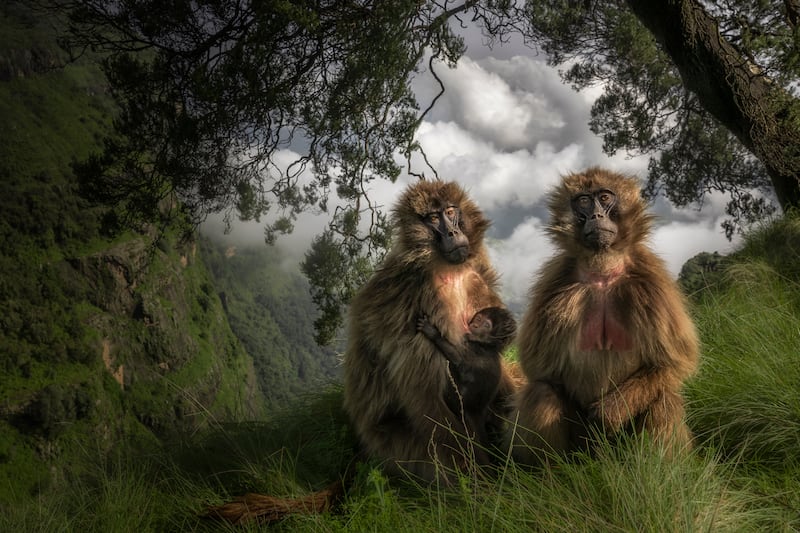 The Grassland Geladas by Marco Gaiotti, of Gelada monkeys in the Simien Mountains of Ethiopia