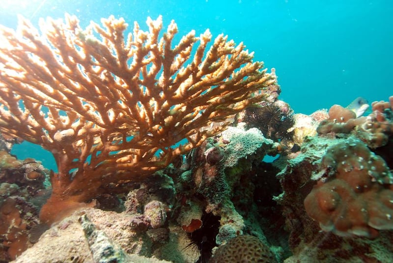 A reader conveys concern over the health of marine life. Courtesy Environment Agency – Abu Dhabi

