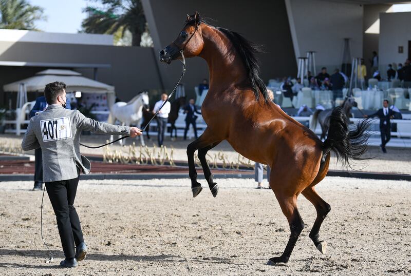 A horse and trainer on parade at the Ninth International Championship of Arabian Horses, at Bait Al Arab, the Kuwaiti state stud. EPA