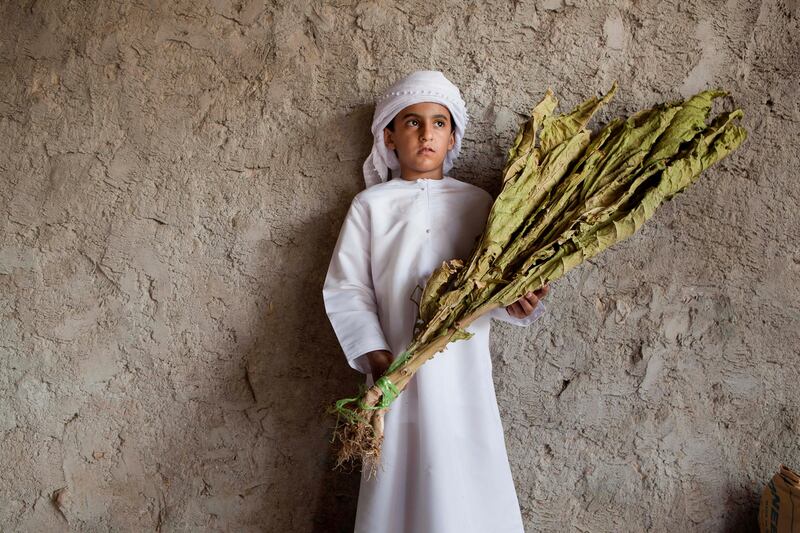 June 17, Saeed Al Kitbi poses for the camera with some locally grown tobacco on a traditional Emirate farm in Wadi Al Tuwa.  June 1, Ras Al Khaimah, United Arab Emirates. (Photo: Antonie Robertson/ The National)