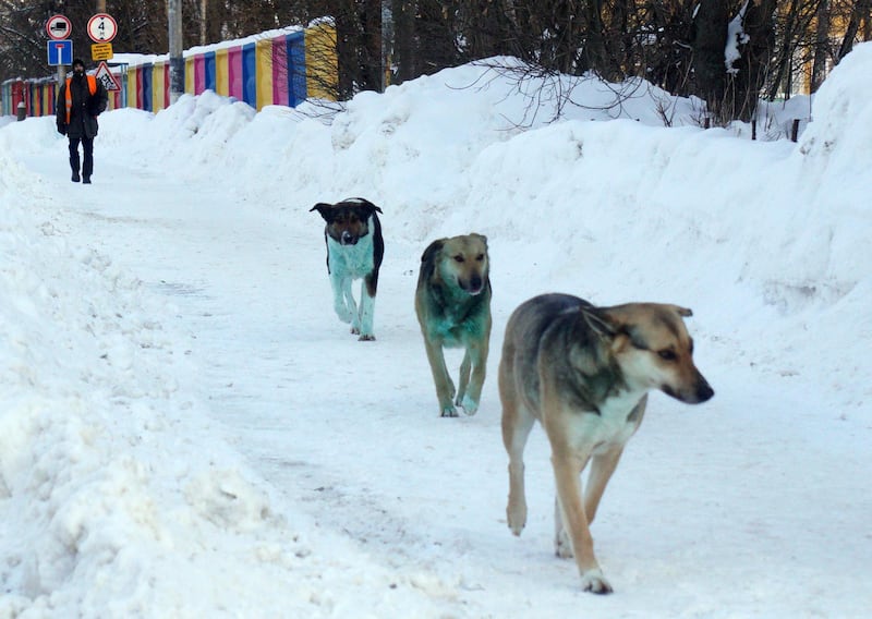 PODOLSK, RUSSIA - FEBRUARY 18: (RUSSIA OUT) Three stray dogs with bright green fur polluted with an unknown toxic substance walk along a road, on February 18, 2021 in Podolsk, 37 km. from the Center of Moscow, Russia. A pack of stray dogs with blue fur were found earlier this month near an abandoned chemical plant in Dzerzhinsk in Nizhny Novgorod region of Russia. (Photo by Mikhail Svetlov/Getty Images)