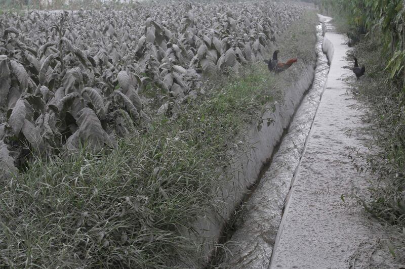 Tobacco leaves (L) sit covered with volcanic ash after Mount Sinabung volcano spewed thick volcanic ash across the area the day before in Karo, North Sumatra. Kadri Boy Tarigan / AFP