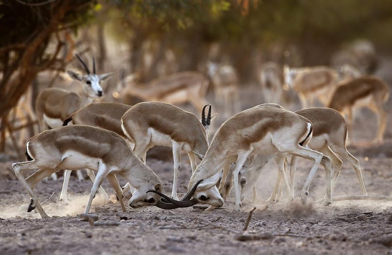 Sand Gazelles lock horns on Sir Bani Yas Island, one of the largest natural islands in the UAE. Karim Sahib / AFP Photo