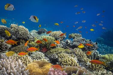 From shipwrecks to marina reserves, the UAE has plenty of incredible underwater sites to explore, this photo was taken in Dubai's waters.