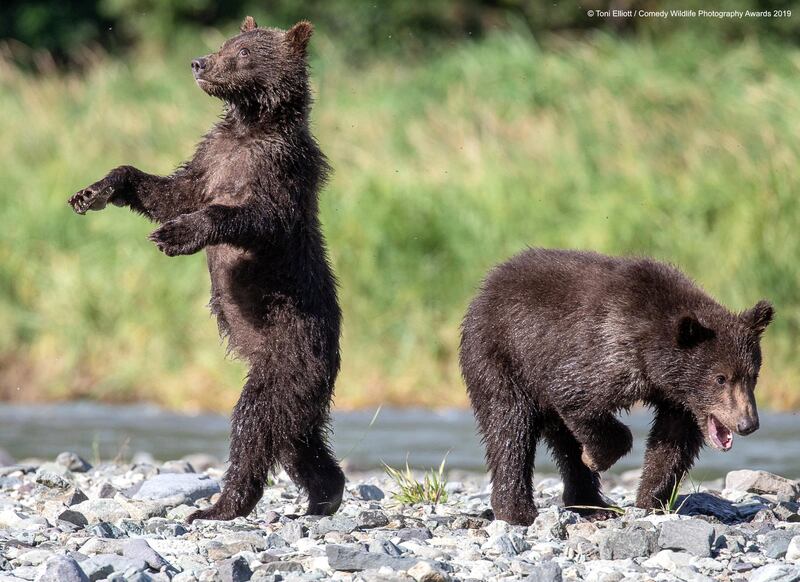 The Comedy Wildlife Photography Awards 2019
Toni Elliott
Modbury
Australia
Phone: 4021010630
Email: toni.elliott@bigpond.com
Title: Grizzly babies
Description: Cute Grizzley bear twin cubs.
Animal: Grizzley Bear
Location of shot: Kodiak Island Alaska