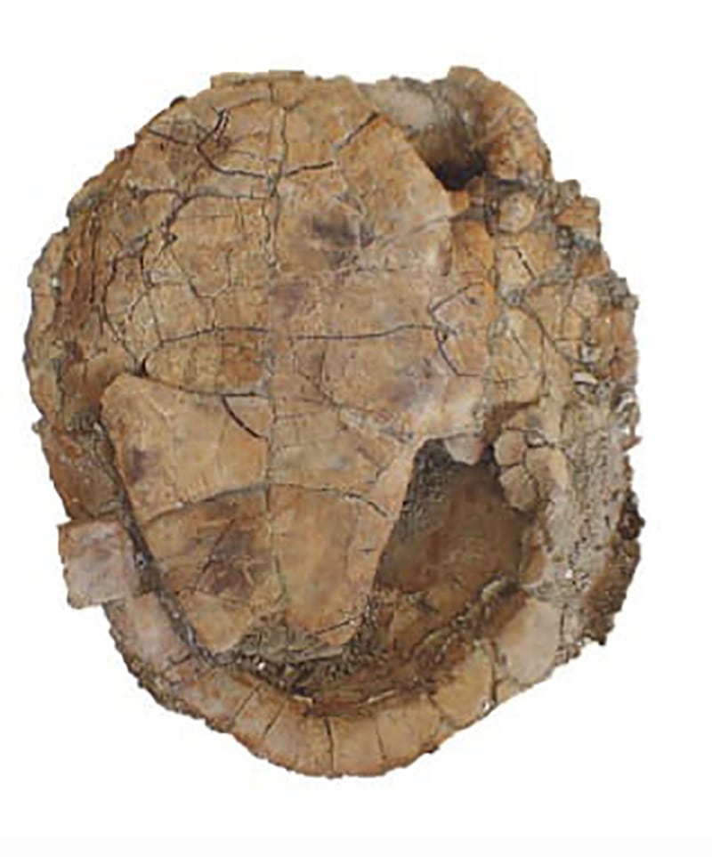 The discovered turtle fossil