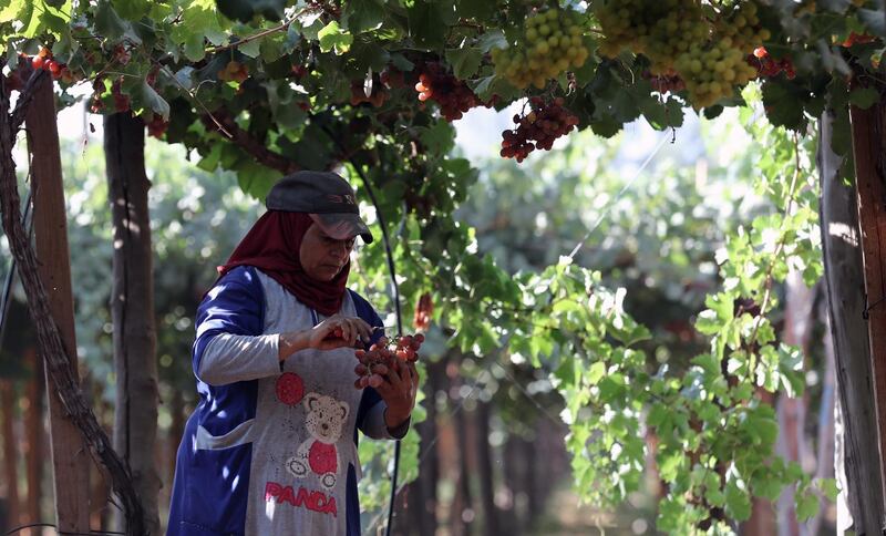 epa09270112 A worker harvests grape at the farm in Khatatba al-Minufiyah Governorate in Egypt, 14 June 2021. Table grape of this farm is exported to the EU countries, mainly Germany, England and Netherlands.  EPA-EFE/KHALED ELFIQI *** Local Caption *** 56967186