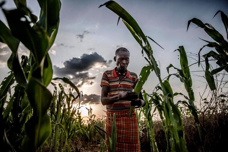 Lochom Ekiru, a 65-year-old farmer from Turkana, assesses the severe damage of his maize crops after locusts ravaged them in Kalemngorok, Turkana County, Kenya. All Photos by AFP