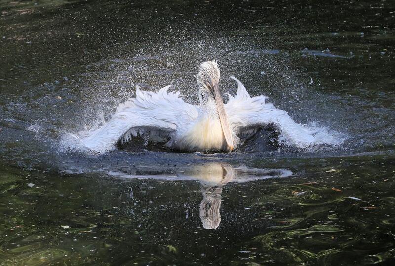 A pelican splashes water inside an enclosure at the Moscow Zoo in Russia. Reuters