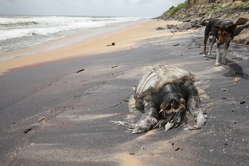A stray dog looks at a partly decomposed, headless carcass of a marine turtle (Caretta caretta) washed ashore on the beach at Uswetikeiyyawa in the suburbs of Colombo, Sri Lanka, June 21, 2021.EPA