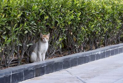 Buster, a stray cat that lives on the grounds of Al Bandar community, at Al Raha Beach. Khushnum Bhandari/ The National 
