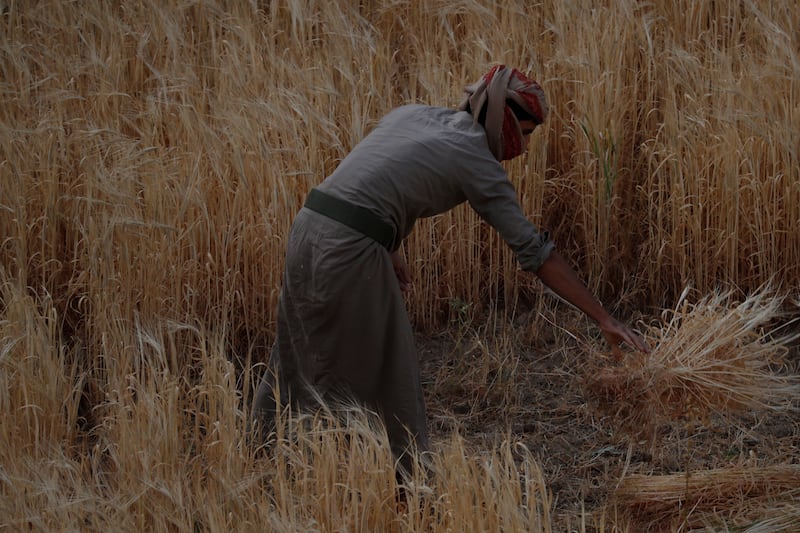 A farmer harvests barley stalks by hand at a field in Sanaa, Yemen. The country imports almost 90 per cent of its food supply. EPA