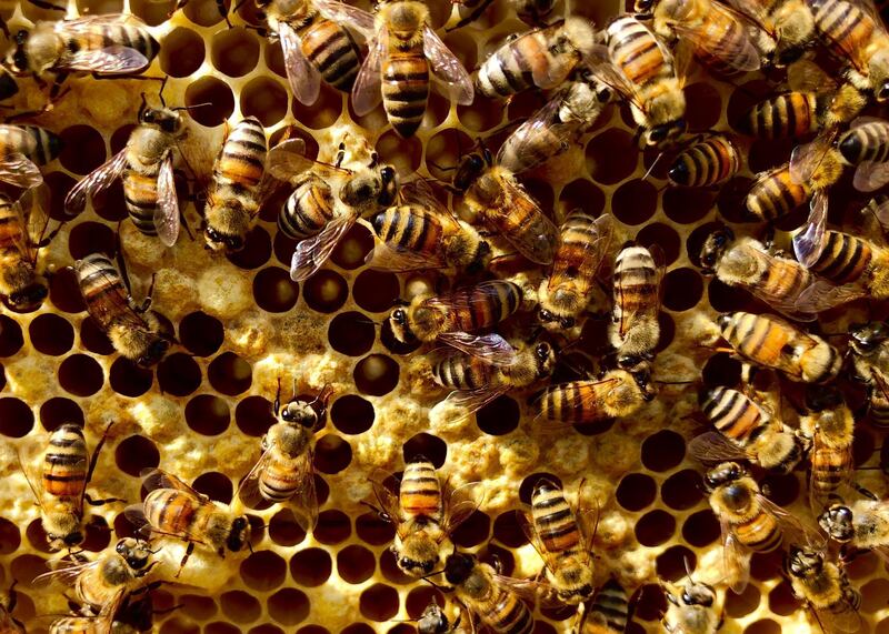 Sustainable City residents in Dubai now own their own hives that will produce pure, unadulterated honey for their exclusive use. Courtesy Sustainable City Hives