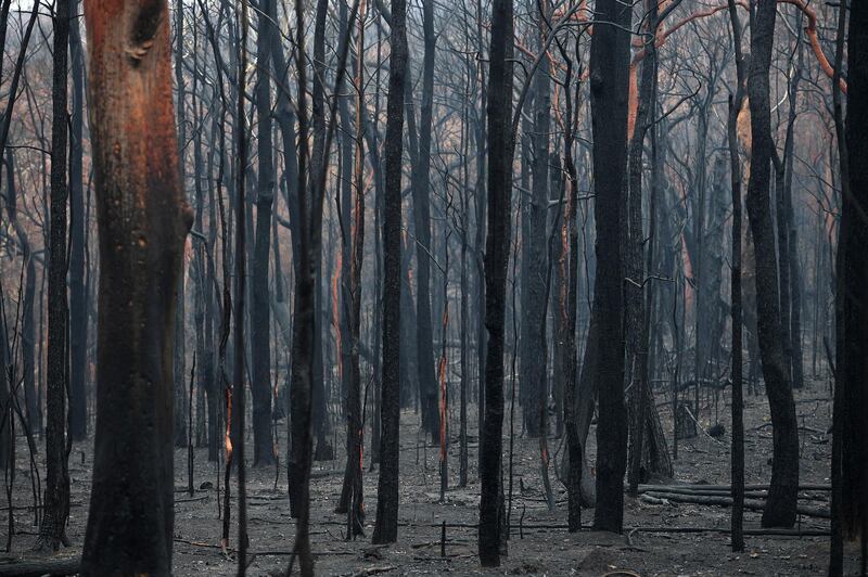 View of a burn bushland in Bilpin, Australia. The Gospers Mountain Fire reached the town of Bilpin on 21 December 2019.  EPA