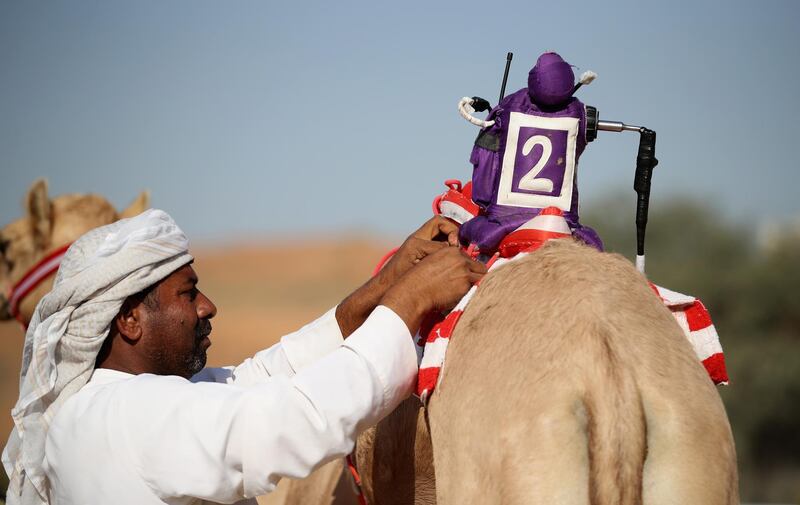 A handler prepares camels to race at Al Sawan Race Track in Ras Al Khaimah, United Arab Emirates. Francois Nel / Getty Images
