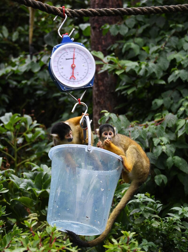 Squirrel monkeys are weighed. EPA
