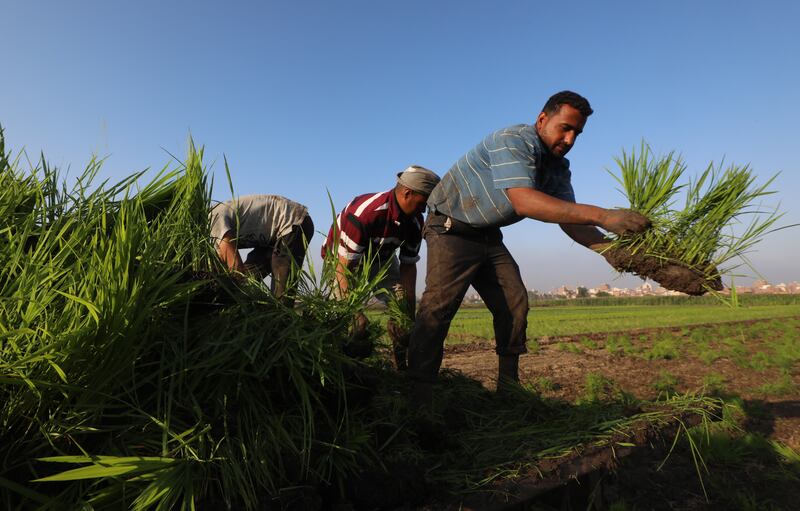 Farmers plant rice seedlings in Egypt's fertile Nile Delta at Tanta, Al Gharbia governorate, about 100 kilometres from the capital Cairo. All photos: EPA