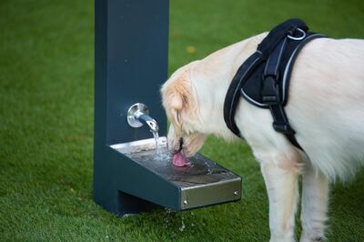 There's water in the park for the dogs to lap up. Courtesy DMCC