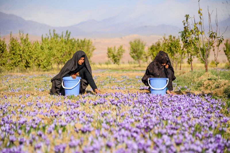 Workers harvest saffron flowers in a field in Herat province, Afghanistan. AFP