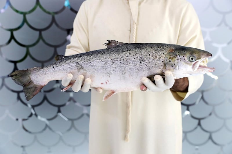 DUBAI , UNITED ARAB EMIRATES , March 27 – 2019 :- Bader Al Mabarak CEO of Dubai’s ‘Fish Farm’ holding the salmon fish at the Fish Farm in Jebel Ali Free Zone in Dubai. ( Pawan Singh / The National ) For Business/Instagarm/Big Picture. Story by Sarah