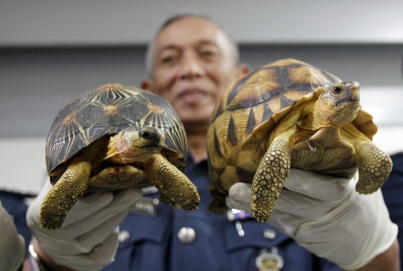 Deputy customs director, Abdul Wahid Sulong, shows off seized Ploughshare, right, and Indian Star, left, tortoise after a press conference at the customs office in Sepang, Malaysia. Daniel Chan / AP Photo