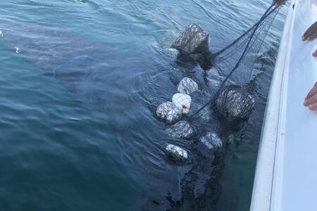 Divers attempt to rescue humpback whale caught in fishing net off the coast  of Oman