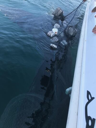 The netting tangled around the whale's tail. Courtesy Edmond Husseini