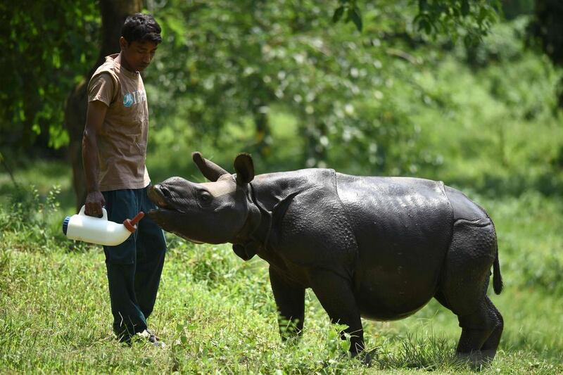 A rescued male rhino calf is fed a bottle of milk by an Indian animalkeeper at the Centre for Wildlife Rehabilitation and Conservation facility in Kaziranga National Park, some 250kms east of Guwahati. Biju Boro / AFP