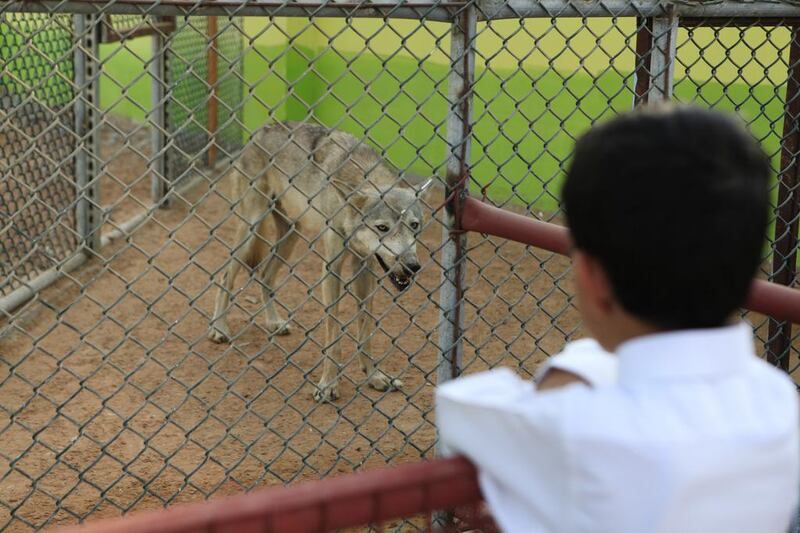 One of the zoo's early visitors takes a look at a gray wolf. Sarah Dea / The National