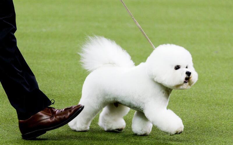 A Bichon Frise named Flynn is led by handler Bill McFadden before winning 'Best In Show' at the 2018 Westminster Kennel Club Dog Show. EPA