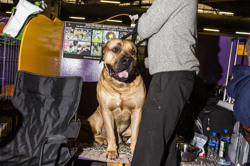 A Boerboel named Tsavo sits with his owner at the 143rd Westminster Kennel Club Dog Show in New York, U.S., on Tuesday, Feb. 12, 2019. Photo: Bloomberg