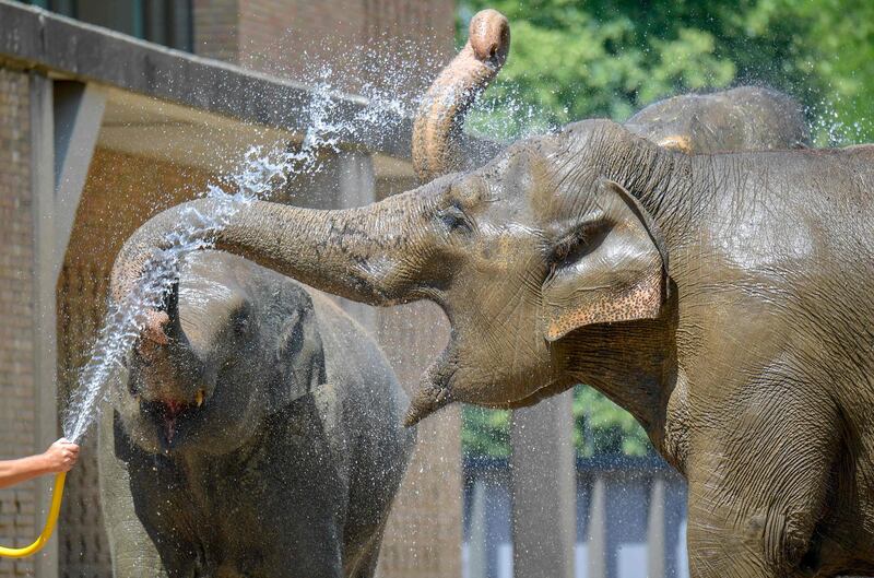 A zookeeper (unseen) spills water on Asian elephants at the zoo of Berlin, in order to refresh them as temperatures in the German capital reach some 33 degrees.  AFP