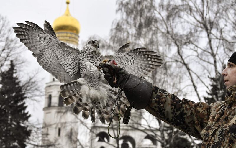 Alexei Vlasov, a 28-year-old falconer of the Kremlin ornithological service feeds Alpha, a 20-year-old female goshawk, while patrolling the Kremlin in Moscow. Alpha soars between the golden domes of the Kremlin, spreading panic among crows perched in nearby trees. The goshawk is one of a dozen birds of prey whose job is to protect President Vladimir Putin's seat of power in Moscow.  AFP